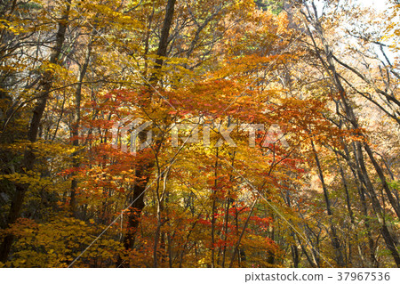 Gongongbuk,奉化郡Cheongryangsan Gongongbuk,奉化郡Cheongryangsan 37967536