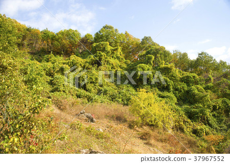 Cheongryangsan, Bonghwa-gun, Gyeongbuk 37967552