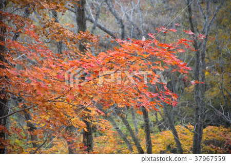 Cheongryangsan, Bonghwa-gun, Gyeongbuk 37967559