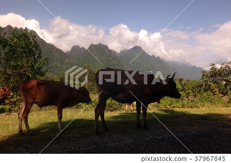 ASIA SOUTHEASTASIA LAOS VANG VIENG LUANG PRABANG ASIA SOUTHEASTASIA LAOS VANG VIENG LUANG PRABANG 37967845