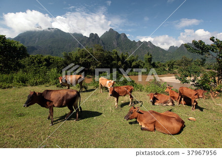 ASIA SOUTHEASTASIA LAOS VANG VIENG LUANG PRABANG ASIA SOUTHEASTASIA LAOS VANG VIENG LUANG PRABANG 37967956
