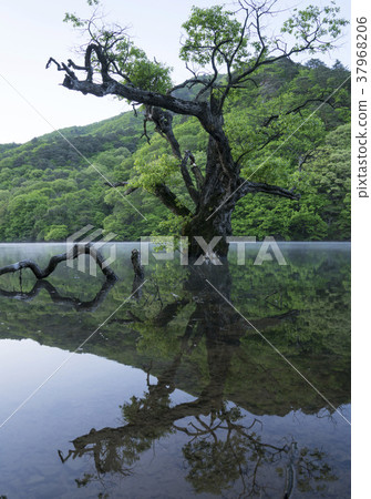 Wangbull，主要省，浮動，Cheongsong，Gyeongbuk 37968206