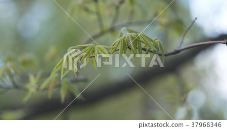 first leaves on acer triflorum maple tree first leaves on acer triflorum maple tree 37968346