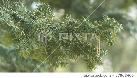 yew branches in spring morning yew branches in spring morning 37968406