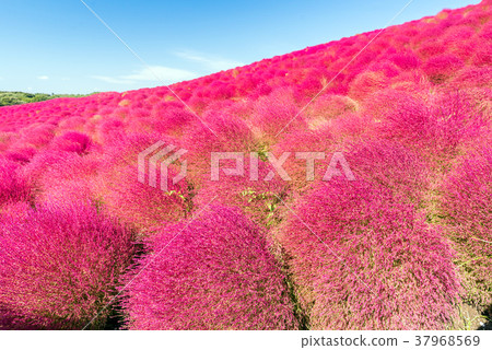 Kochia and cosmos filed Hitachi Ibaraki Japan Kochia and cosmos filed Hitachi Ibaraki Japan 37968569
