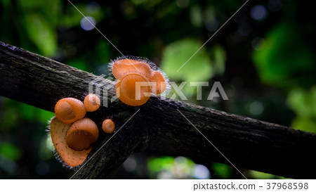 Champagne mushrooms in Thailand forrest Champagne mushrooms in Thailand forrest 37968598