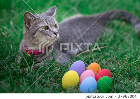 Easter cat with colorful eggs Easter cat with colorful eggs 37968804