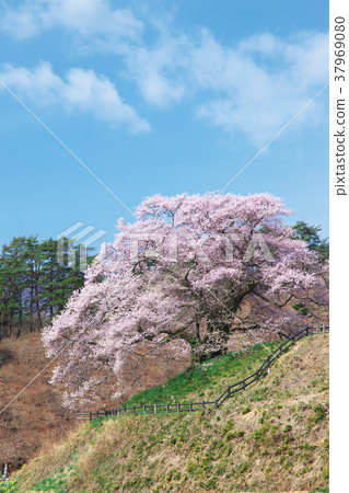 一棵櫻花樹 - 意識的Hikanzakura 37969080