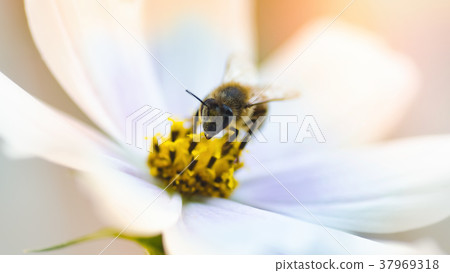 Beautiful nature background with flowers and a bee 37969318