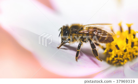 nature  with flowers and a bee. Spring flowers. 37969319
