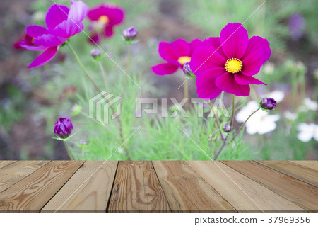 Cosmos pink  flowers behind the blurred with  wood 37969356