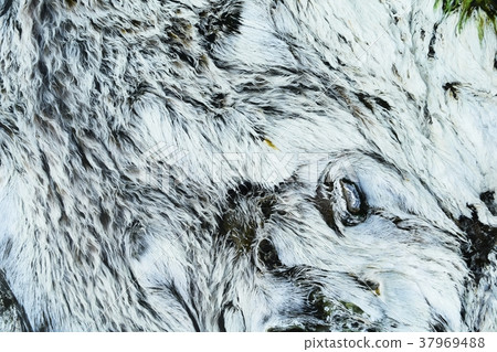 bacteria Chloroflexus aurantiacus in hot springs 37969488