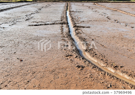 soil mud and footprint in rice field  37969496