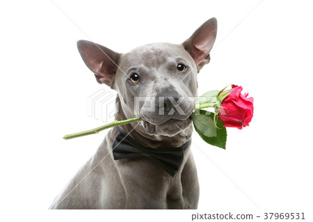 dog in bowtie holding rose in mouth dog in bowtie holding rose in mouth 37969531
