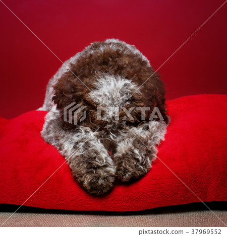 beautiful brown fluffy puppy beautiful brown fluffy puppy 37969552