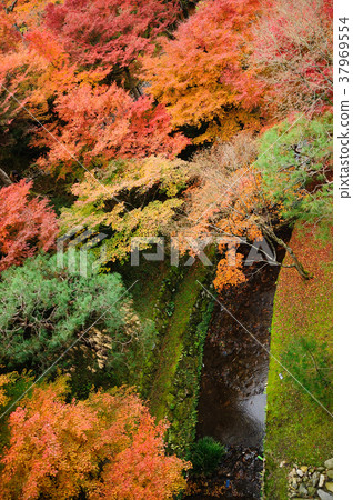 Japanese Maple Leaves in Autumn Japanese Maple Leaves in Autumn 37969554