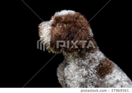 beautiful brown fluffy puppy beautiful brown fluffy puppy 37969561