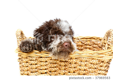 beautiful brown fluffy puppy 37969563