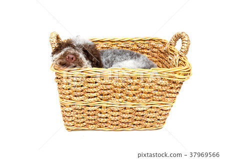beautiful brown fluffy puppy beautiful brown fluffy puppy 37969566