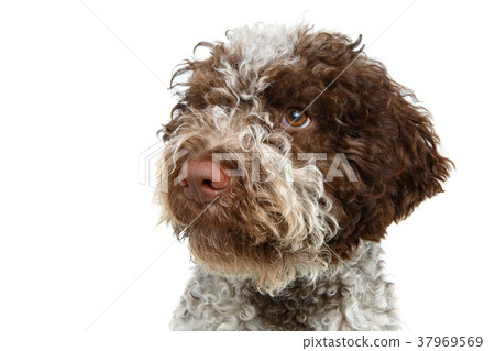 beautiful brown fluffy puppy beautiful brown fluffy puppy 37969569
