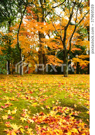 Japanese Maple Leaves in Autumn 37969589