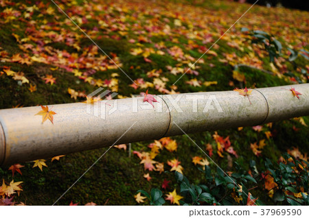 Japanese Maple Leaves in Autumn 37969590