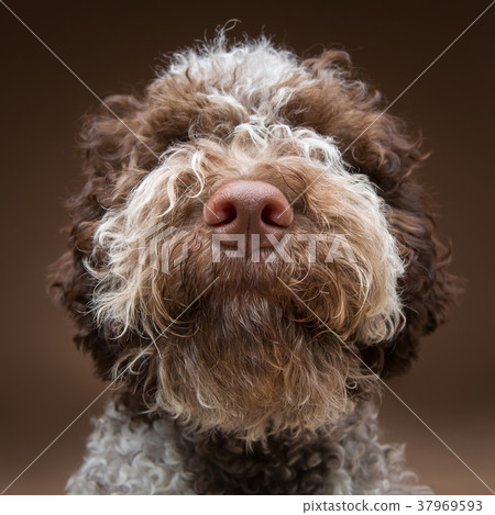 beautiful brown fluffy puppy beautiful brown fluffy puppy 37969593