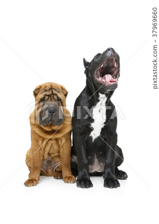 beautiful two puppy dogs 37969660