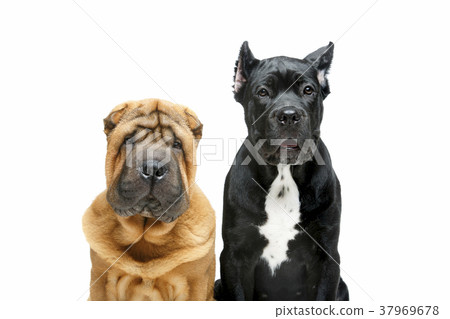 beautiful two puppy dogs 37969678