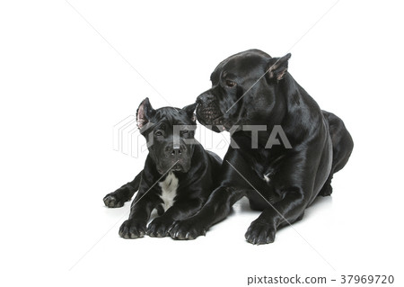 beautiful cane corso puppy and dog beautiful cane corso puppy and dog 37969720