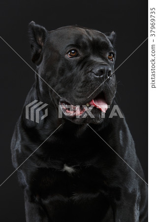 beautiful cane corso dog beautiful cane corso dog 37969735