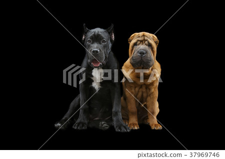 beautiful two puppy dogs 37969746