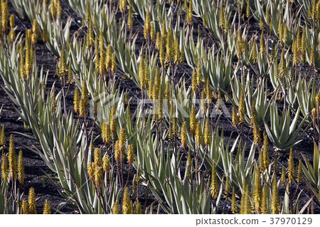 EUROPE CANARY ISLANDS LANZAROTE EUROPE CANARY ISLANDS LANZAROTE 37970129
