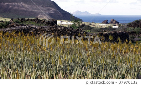 EUROPE CANARY ISLANDS LANZAROTE EUROPE CANARY ISLANDS LANZAROTE 37970132