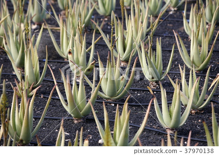 EUROPE CANARY ISLANDS LANZAROTE 37970138