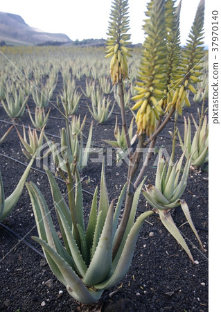 EUROPE CANARY ISLANDS LANZAROTE EUROPE CANARY ISLANDS LANZAROTE 37970140
