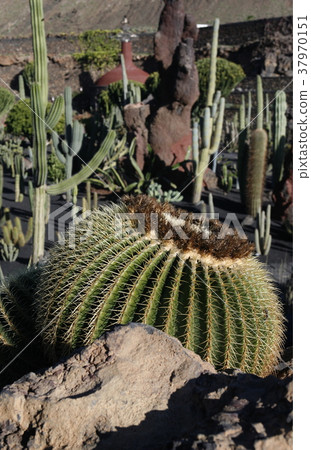 EUROPE CANARY ISLANDS LANZAROTE 37970151