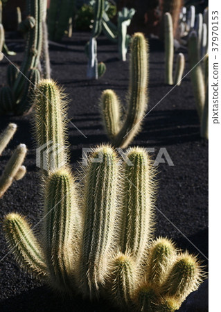 EUROPE CANARY ISLANDS LANZAROTE 37970153