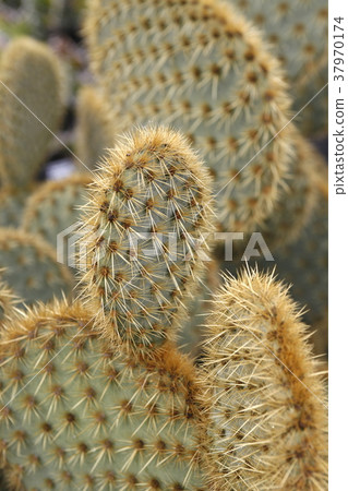 EUROPE CANARY ISLANDS LANZAROTE 37970174