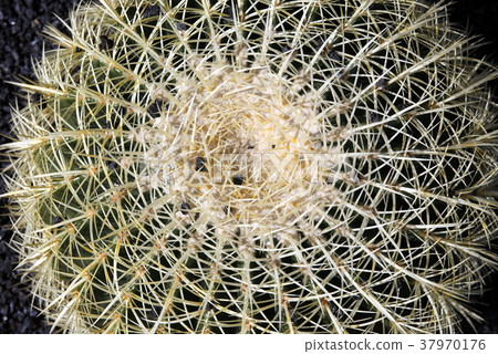 EUROPE CANARY ISLANDS LANZAROTE 37970176