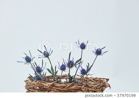 Blue flowers eryngium in a nest of branches 37970199