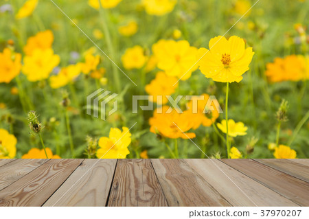 Cosmos yellow flowers with wooden Space. Cosmos yellow flowers with wooden Space. 37970207