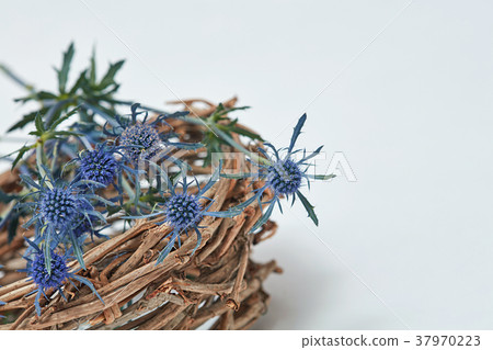 Blue flowers eryngium in a nest of branches 37970223