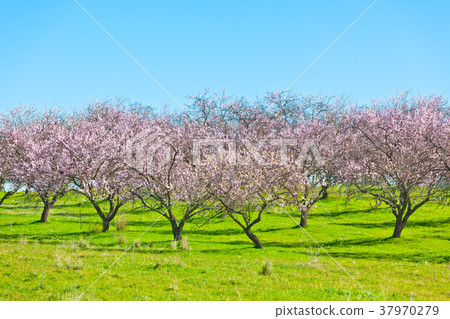 Pink Blooming Peach Trees at Spring 37970279