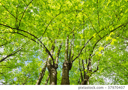 Linden trees 37970407
