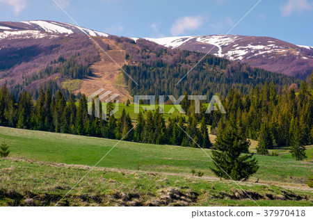 spruce forest on rolling hills 37970418
