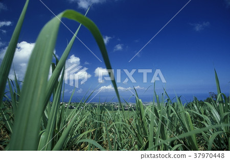 AFRICA FRANCE LA REUNION 37970448