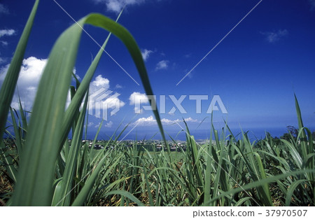 AFRICA FRANCE LA REUNION 37970507