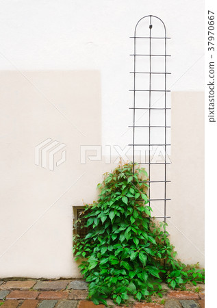 Young ivy plant 37970667