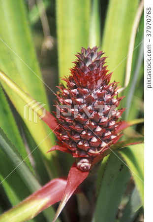 AFRICA COMOROS ANJOUAN 37970768